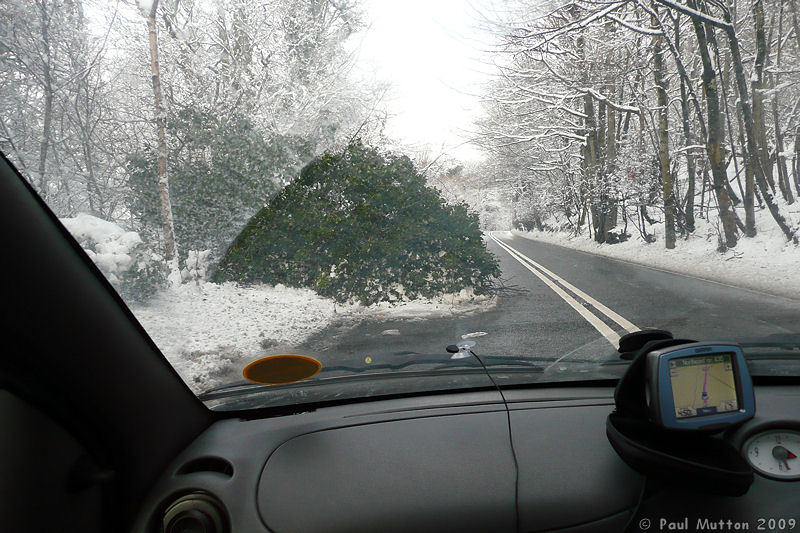 P1020160 Fallen tree on A road